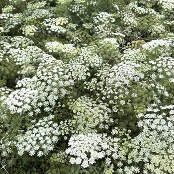 Ammi majus 'Queen of Africa'
