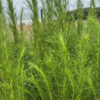 Eupatorium capillifolium 'Elegant Feather' (312051)