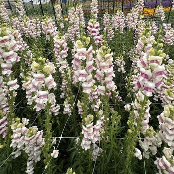 Antirrhinum majus Potomac™ 'Plumblossom' (312054)