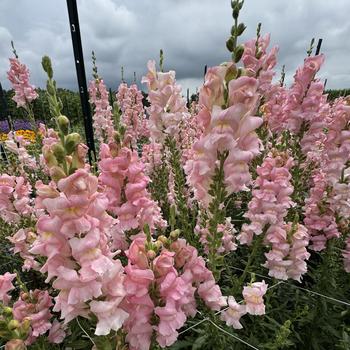 Antirrhinum majus