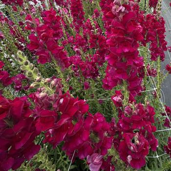 Antirrhinum majus