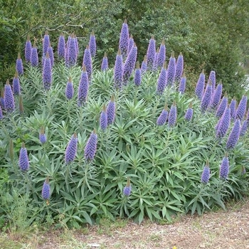 Echium candicans 'Star Of Madeira' 