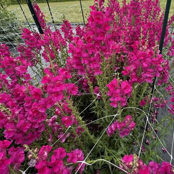 Antirrhinum majus