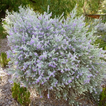 Eremophila 'Silver Striker™' USPP27644P3