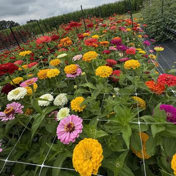 Zinnia elegans Benary's Giant 'Mix' (312065)