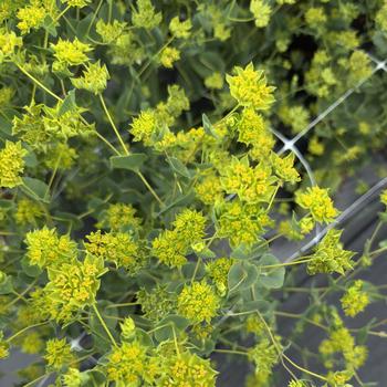 Bupleurum rotundifolium 'Green Gold' (312068)