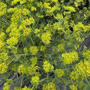 Bupleurum rotundifolium 'Green Gold' (312069)