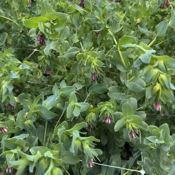 Cerinthe major 'Pride of Gibraltar' 