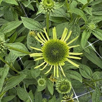 Echinacea purpurea Supreme&trade; 'Lime' (312074)