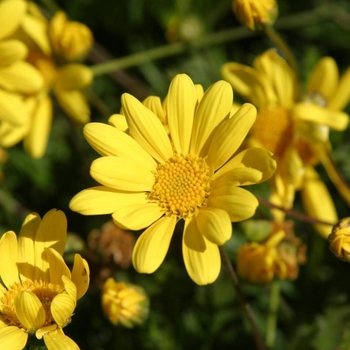 Euryops pectinatus