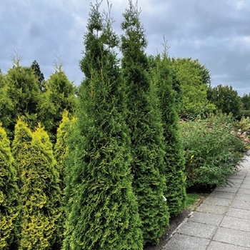 Thuja occidentalis 'King of Brabant' PP18,202