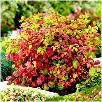 Nandina domestica 'Firepower'