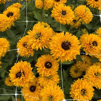 Rudbeckia hirta 'Maya' (312098)