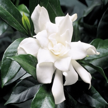Gardenia jasminoides 'Four Seasons'