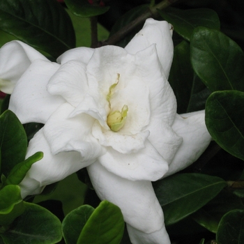 Gardenia jasminoides 'Miami Supreme'
