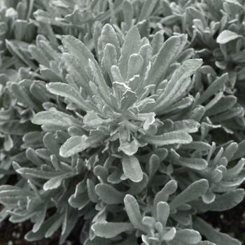 Helichrysum italicum 'Silver Yarns' (312102)