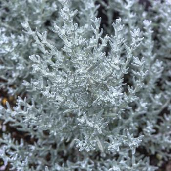 Helichrysum italicum 'Silver Stitch' 
