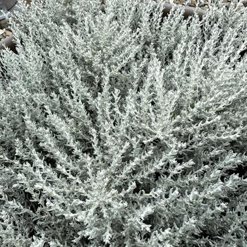 Helichrysum italicum 'Silver Stitch' (312105)