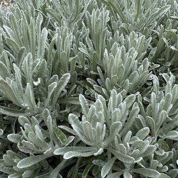 Helichrysum italicum 'Silver Yarns' (312107)