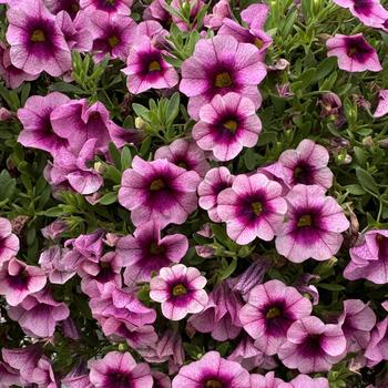 Calibrachoa 'Magenta Flash' 