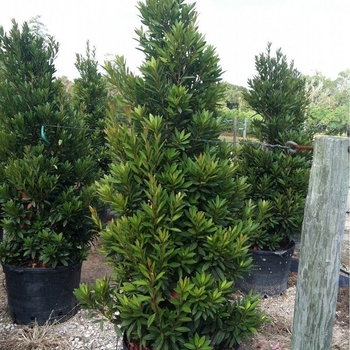 Elaeocarpus decipiens