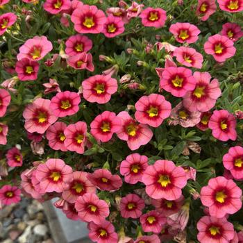 Calibrachoa 'Coral Flash'