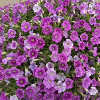 Petunia Slingshot™ 'Purple Fantasy' (312114)