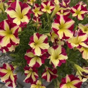 Petunia 'Cherry Tartwheel' 