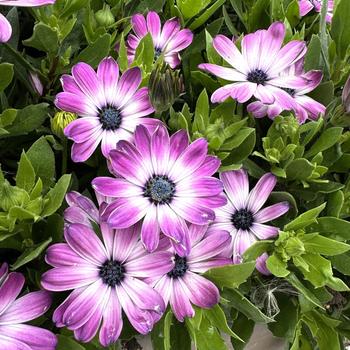 Osteospermum ecklonis Serenity™ 'Pink Party' (312116)
