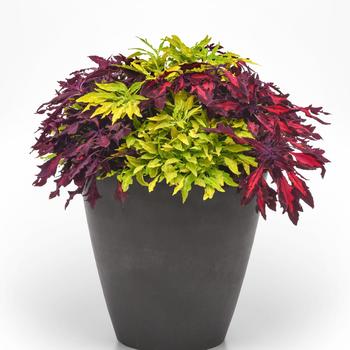 Combination Planter MixMasters™ 'Flame On' (312118)