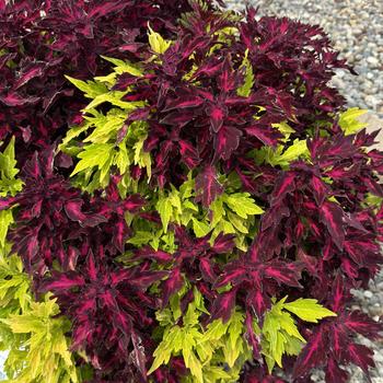 Combination Planter MixMasters™ 'Flame On' (312120)