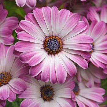 Osteospermum ecklonis 'Pink Party'