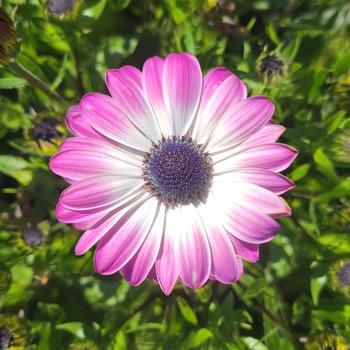 Osteospermum ecklonis Serenity™ 'Pink Party' (312122)