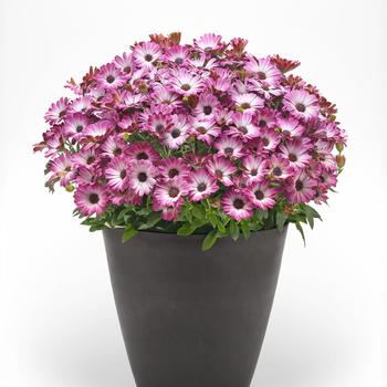 Osteospermum ecklonis Serenity™ 'Pink Party' (312123)
