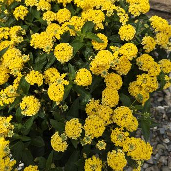 Lantana camara Shamrock™ '' (312124)