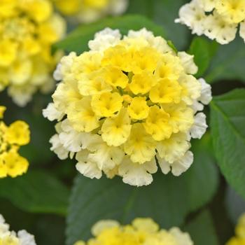 Lantana camara 'Lemon Glow' 