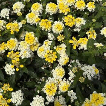 Lantana camara Shamrock™ 'Lemon Glow' (312127)
