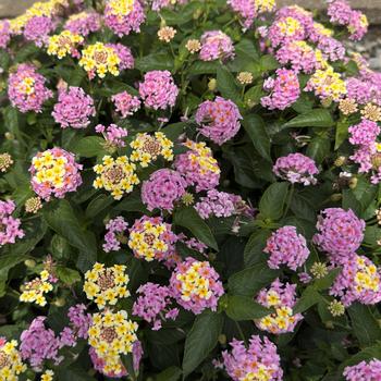 Lantana camara Shamrock™ '' (312128)