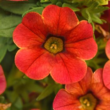 Calibrachoa 'Diva Orange' PP26776P2
