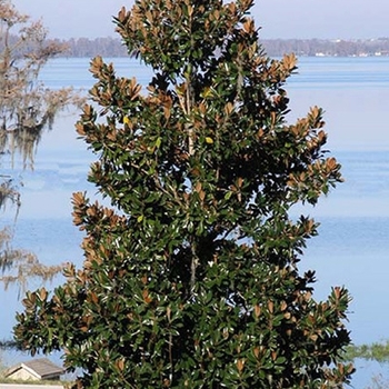 Magnolia grandiflora 'D.D. Blanchard'