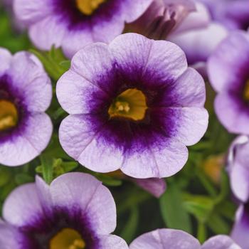 Calibrachoa Cabaret® 'Lavender Kiss' (312132)