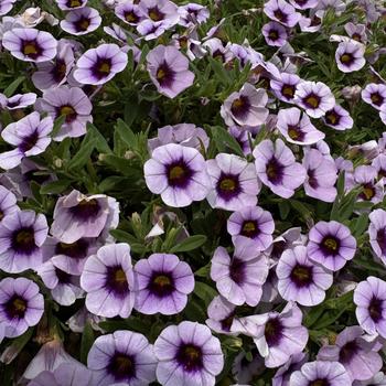 Calibrachoa Cabaret® 'Lavender Kiss' (312134)