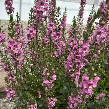 Angelonia angustifolia Guardian Angel™ '' (312136)