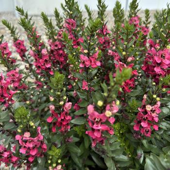 Angelonia angustifolia Archangel™ '' (312137)