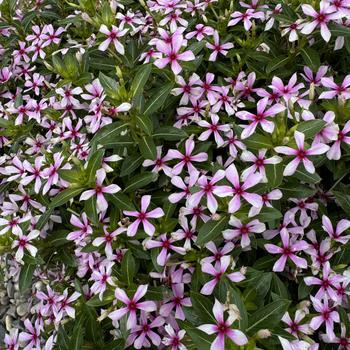 Catharanthus 'Lilac Dream' 