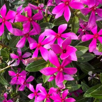 Catharanthus 