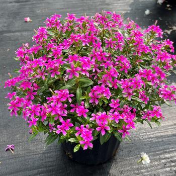 Catharanthus Soiree kawaii® '' (312141)