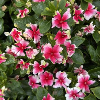 Catharanthus Soiree® Flamenco 'Strawberry Picotee' (312142)