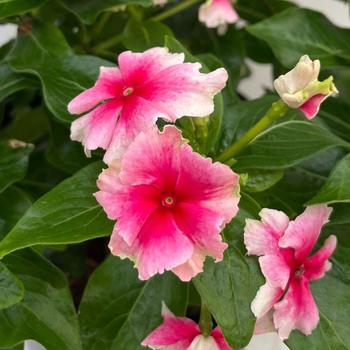 Catharanthus Soiree® Flamenco 'Strawberry Picotee' (312144)