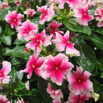 Catharanthus 'Strawberry Picotee' 
